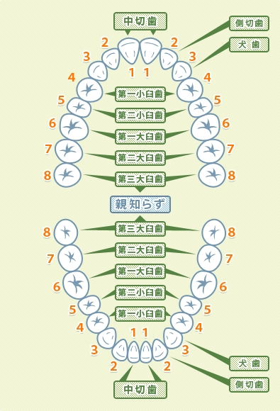 歯の名前